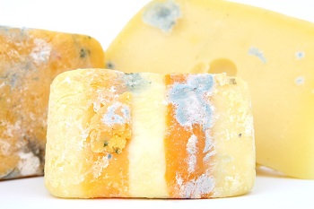 bacteria in cheese