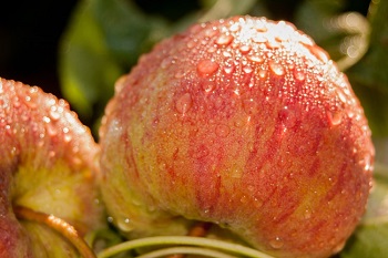 gala apple