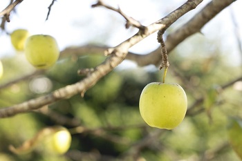 golden delicious apple