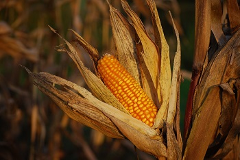 how to freeze fresh corn