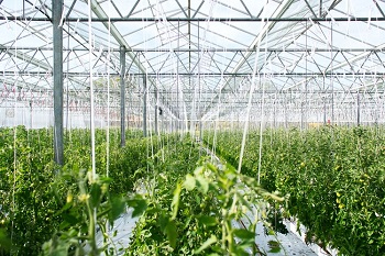 greenhouse