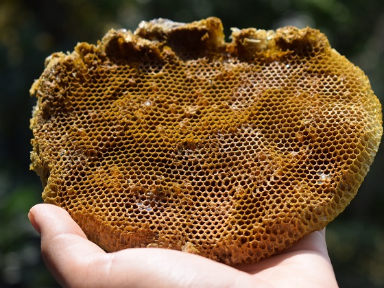 how much honeycomb is safe to eat
