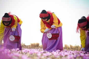 saffron field