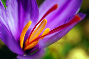 saffron for growing