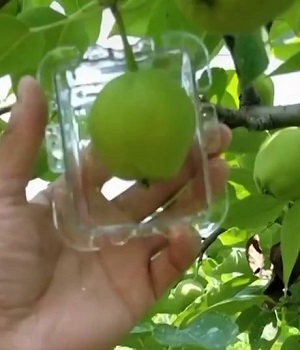 shaping square apple