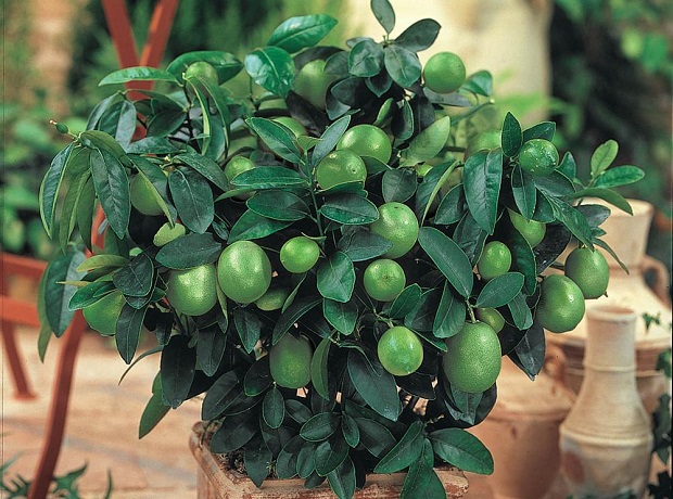 Key Lime - homedepot.com