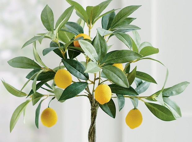 Lemon - Pinterest