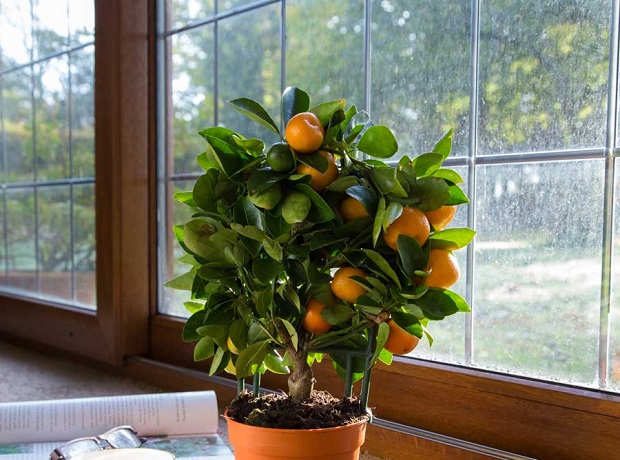 Mini Fruit Trees - tree2mydoor.com