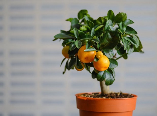 Orange - smartgardenguide.com