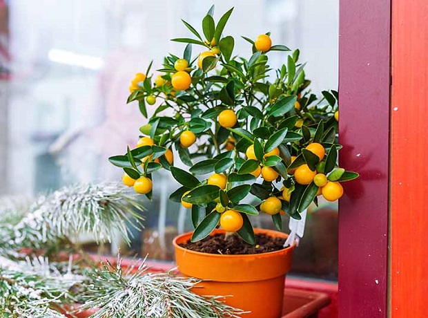 Tangerine - gardenerspath.com