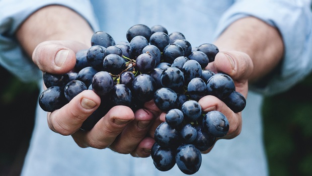 Croatian Wines - Grapes