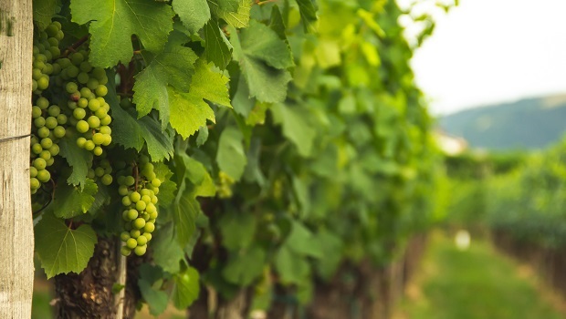 Croatian Wines - Vineyard 2