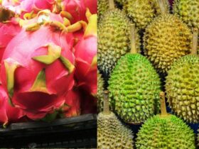 frozen durian and pitaya