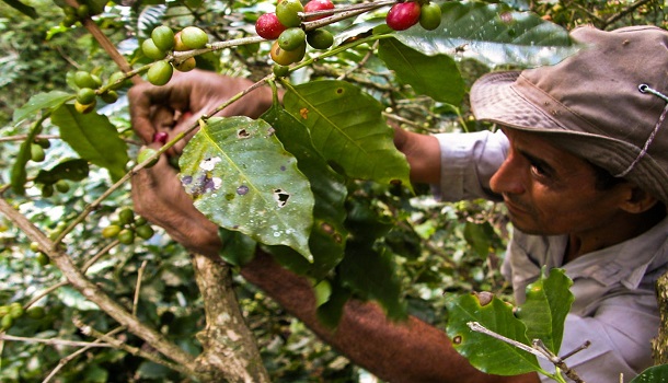 Picking Cuban Coffee
