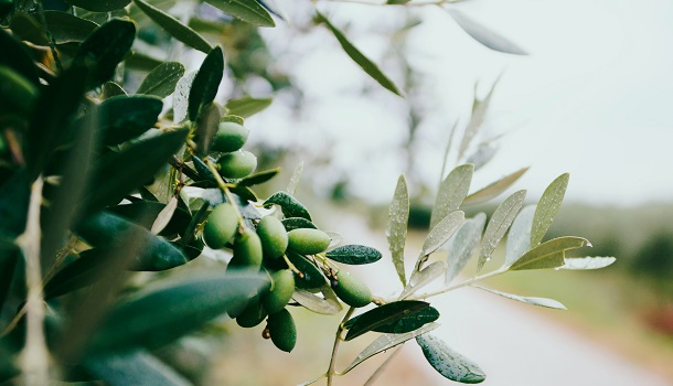 Mediterranean Olive