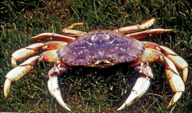 Dungeness Crab edible species