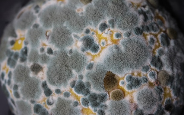 Mold Close Up