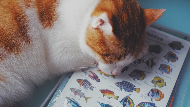 cat and fish pic