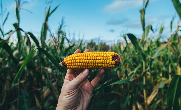 eating corn