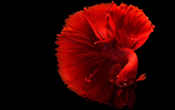 red betta fish