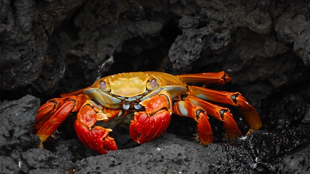 red crab on land