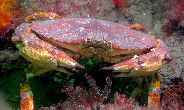 red rock crab edible
