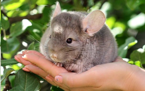 chinchilla