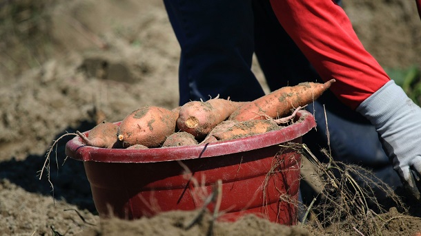 sweet potato harvest