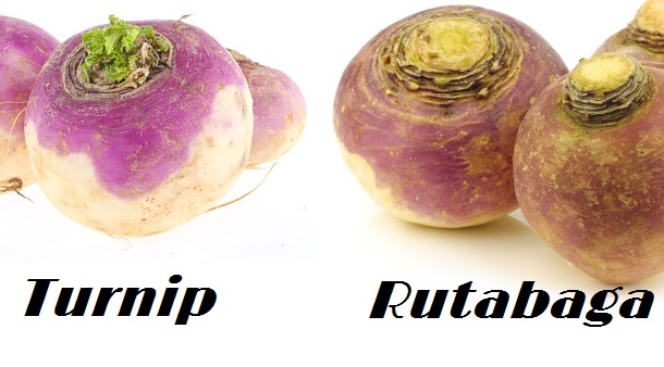 turnip vs rutabaga